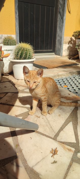 Gata para adoção, 3 meses