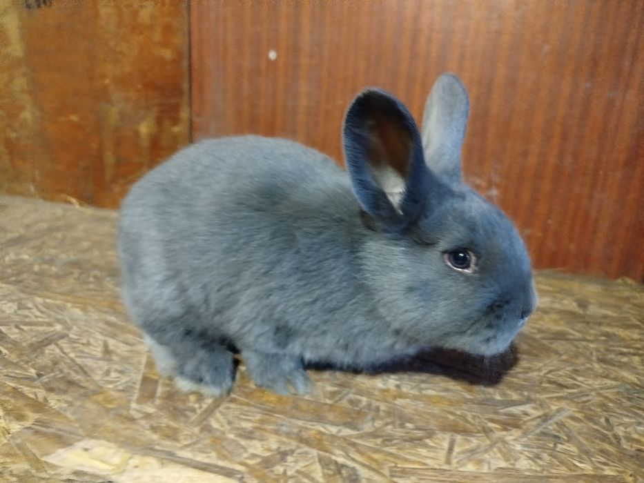 Кролі Віденські голубі