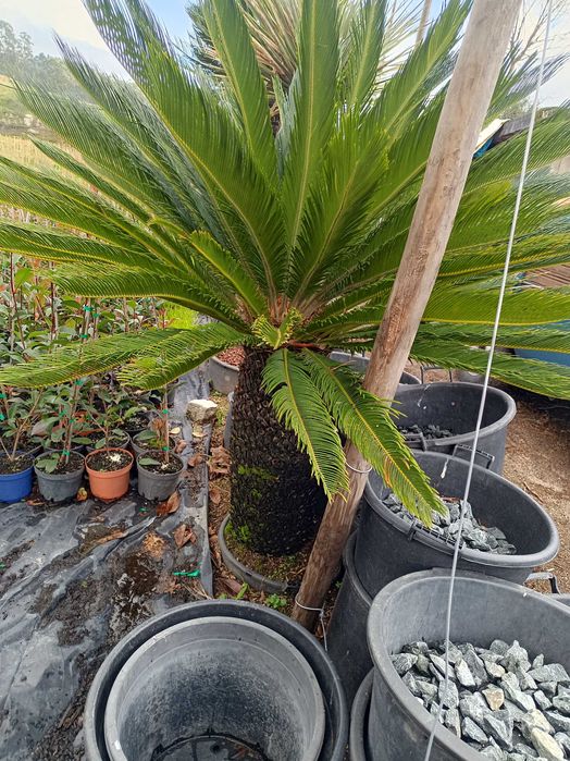 Sica/ Cyca para jardim