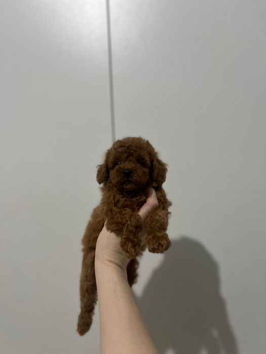 Хлопчик красунчік.    той пудель