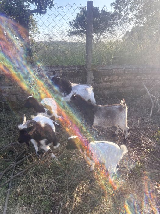 cabras micro anas macho