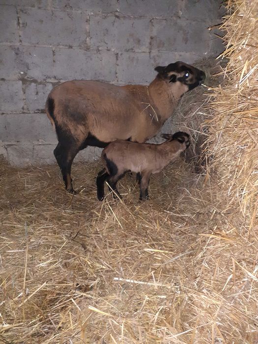 Owce kamerunskie barbados