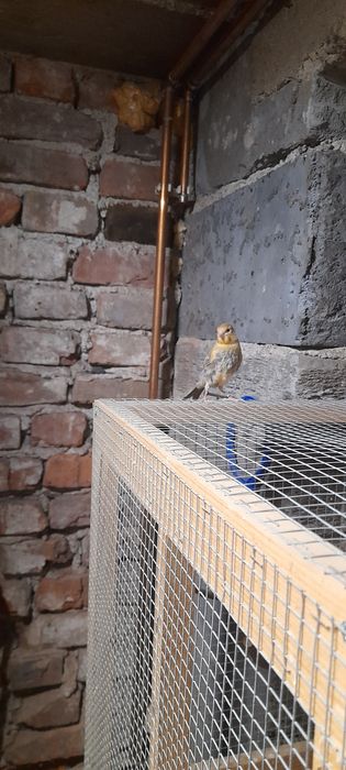 sprzedam młode kanarki