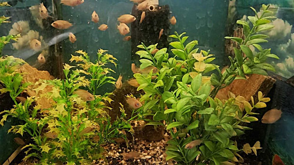 Pielęgnice Zebry - sprzedam