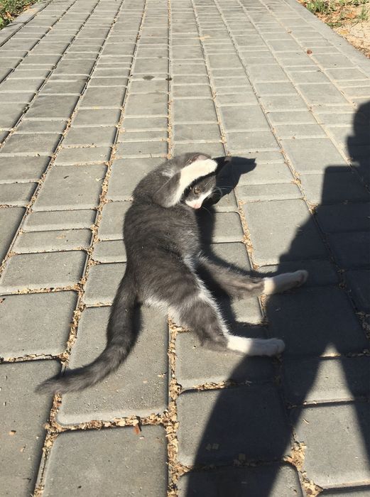 Кошеня в добрі руки