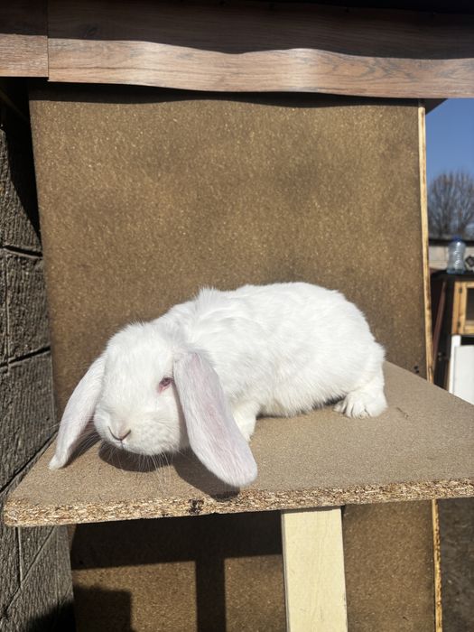 Baran francuski samczyk biały