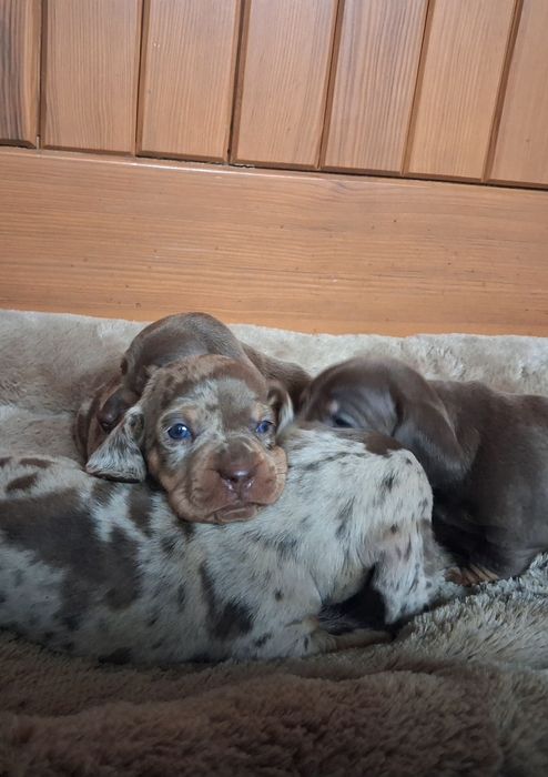 Jamnik choco merle standard