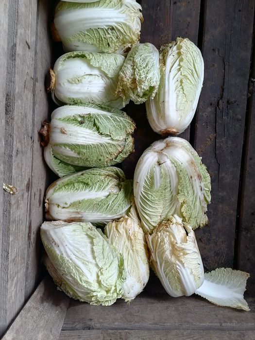 Kapusta pekińska odpadowa ekologiczna  wysyłka inpost paczkomat