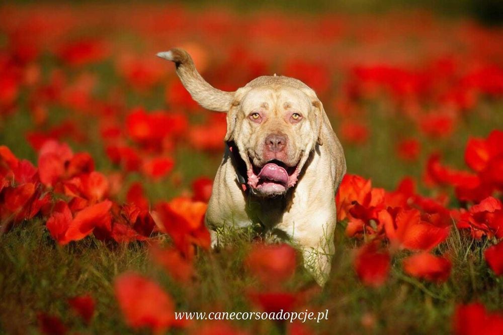 Mix molosów sunia Saba do adopcji.