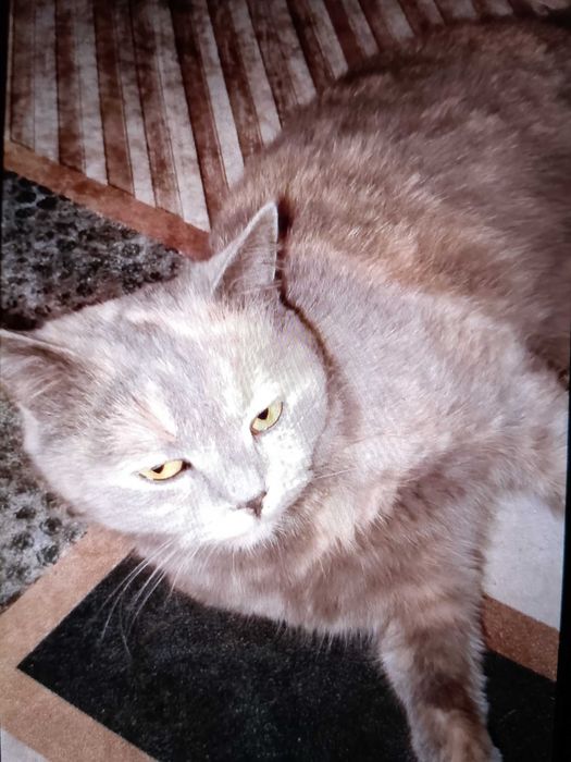 Кішка Британська