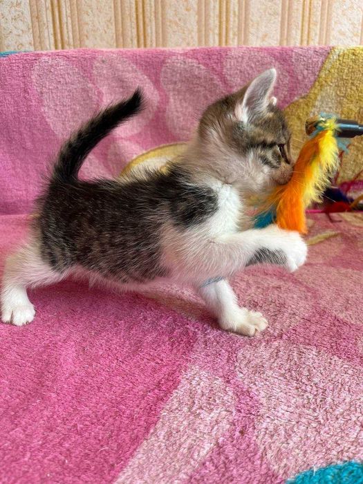 котята ищут дом и родителей