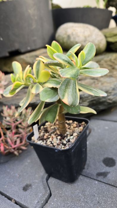Grubosz Crassula Alba