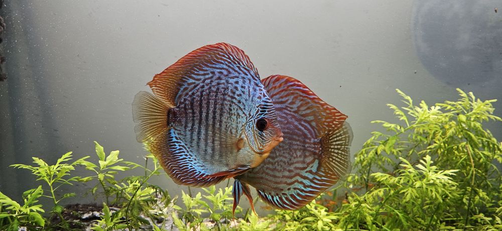 Vendo discus machos adultos