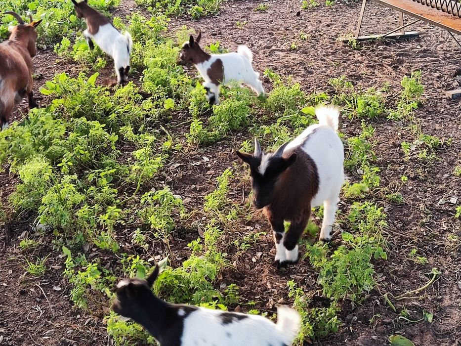 Mini cabrinhas anãs