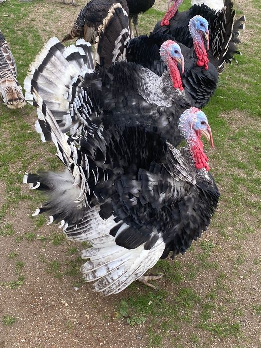 Perus/frangos/garnisos/gansos e ovos