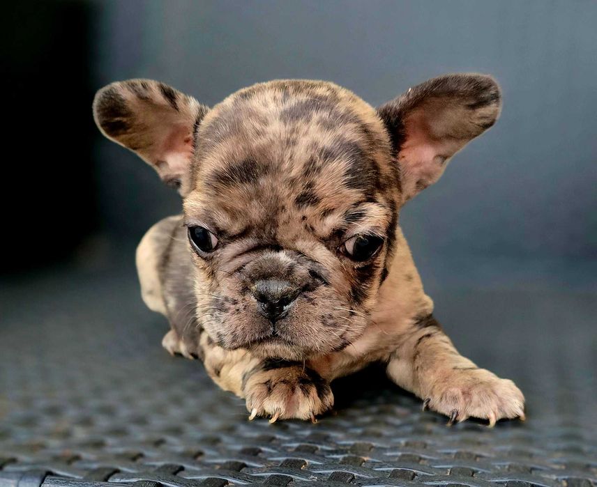 Bulldog Francês Macho MOFADINHO