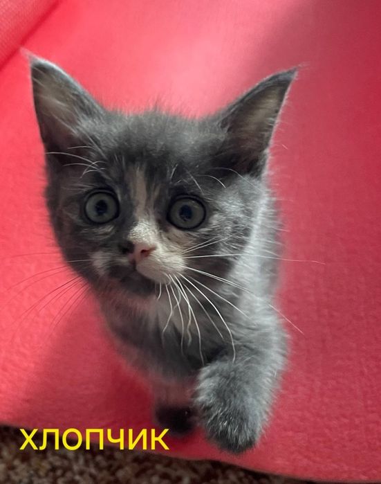 Кошенята шукають дім