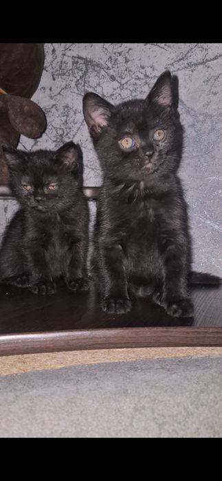 Британські короткошерсті кошенята шукають люблячі родини!