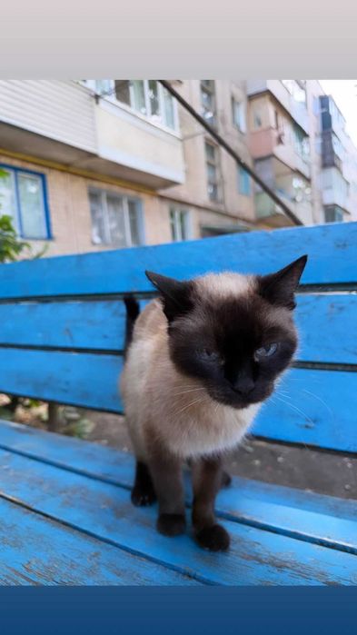 Отдам сиамскую кошку