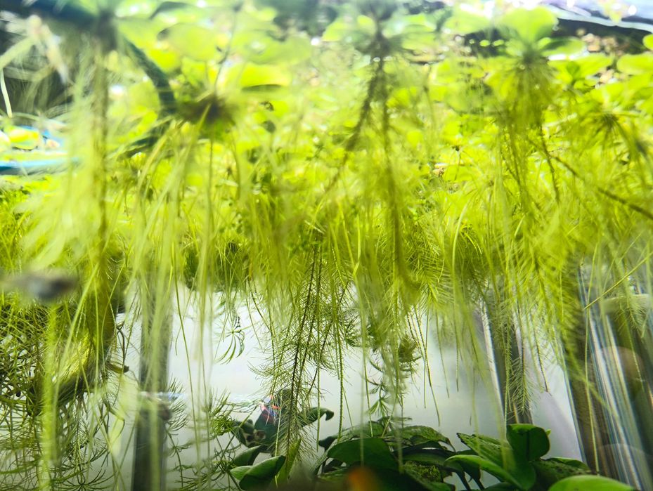 Limnobium + Rzęsa wodna  (zestaw 5 szt.)