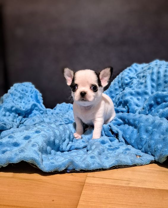 Krótkowłosy piesek chihuahua.