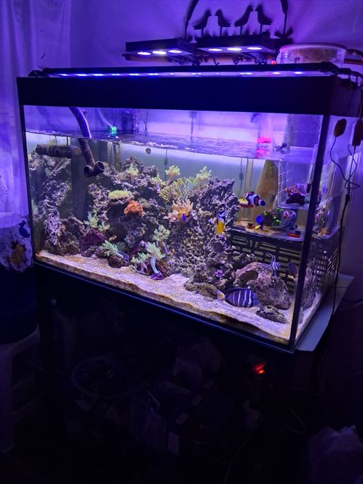 Aquário 100 × 60 × 60 com suporte