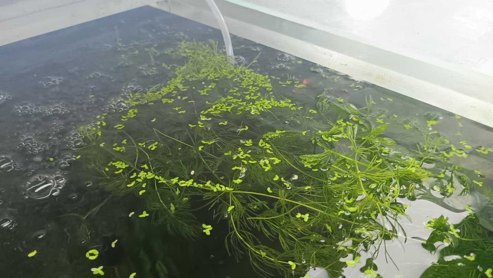 Роголистник - рослина для акваріуму