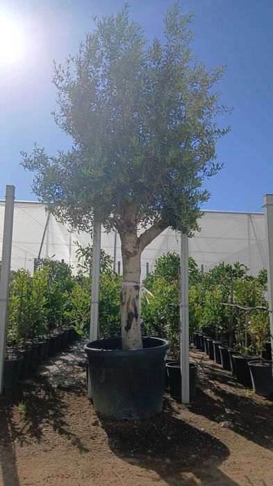 Árvores e plantas de jardim tenho todo   de frutos