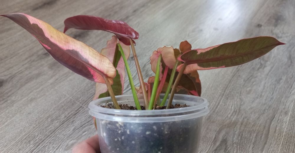 Филодендрон Atabopoense var