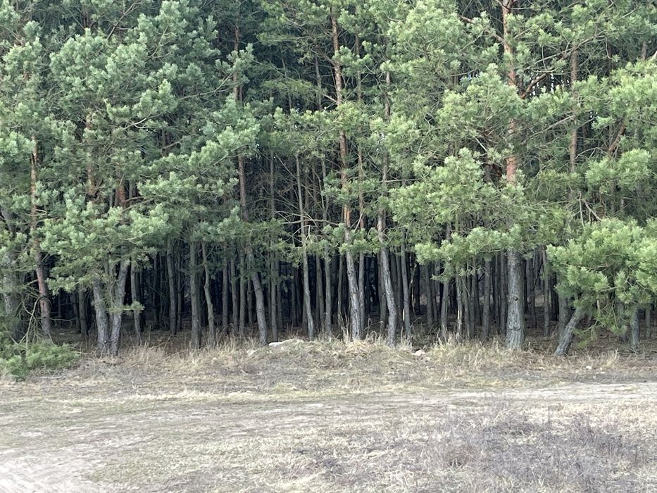 Działka budowlana w lesie Tur