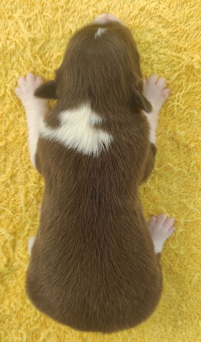 Piękny czekoladowy BORDER COLLIE z pełną dok. super rodzice - przebadani