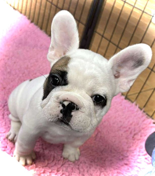 Buldog francuski piesek z rodowodem ZKwP FCI