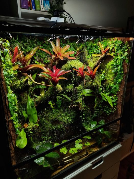 Terrarium tropikalne na zamówienie