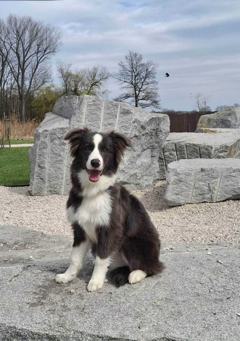 Border collie piesek z metryką ZKwP