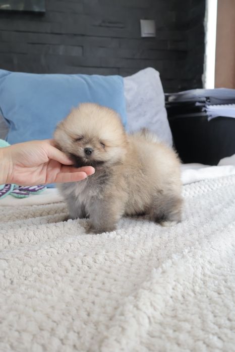 Lulu da Pomerania. Spitz anão LOP e Afixo.Super Mini Laranja. Linhagem Russa