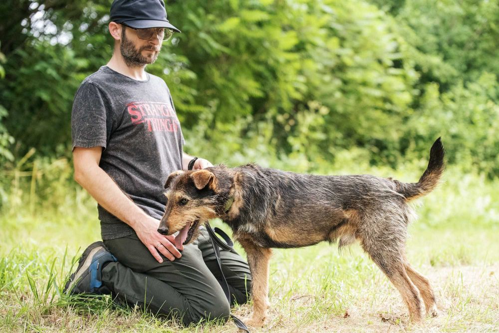 Wspaniały trójłapek w typie terriera - pokochaj Legora