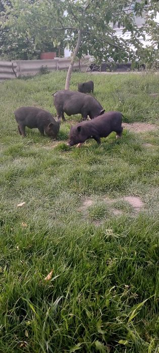 Продам корейських поросят