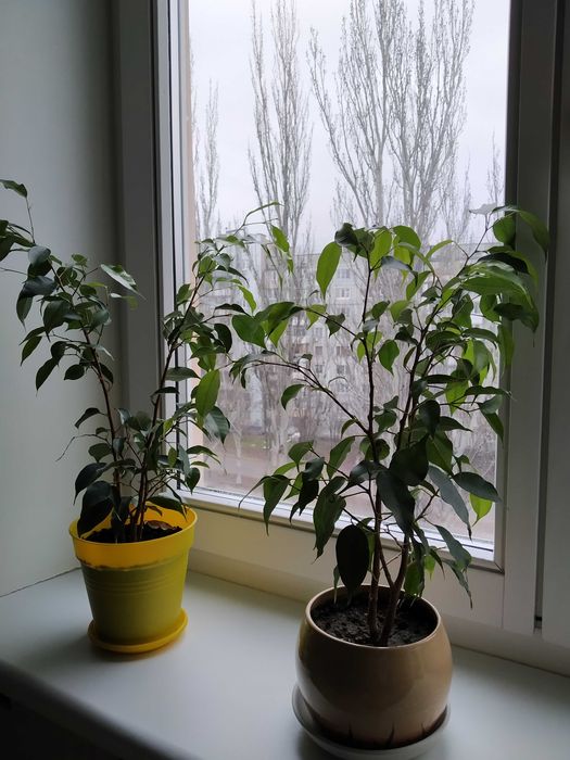 Продам комнатное растение Фикус
