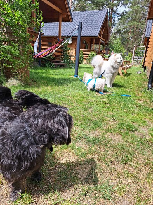 Oferta last minute- basen z podgrzewaną wodą, psy mile widziane, Leśne Runo Borsk