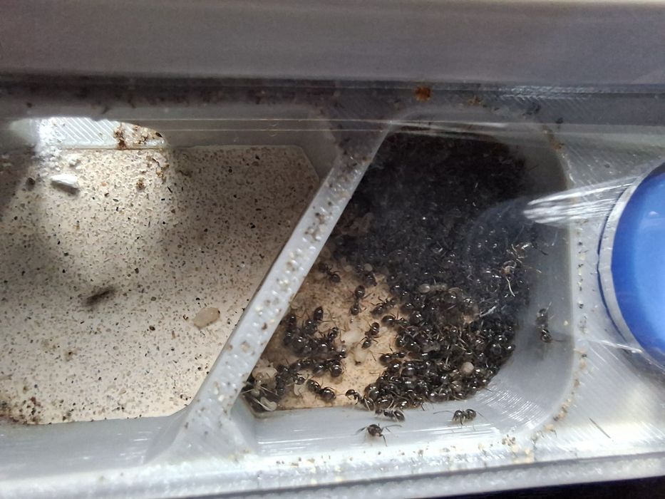 Kolonia Lasius Niger