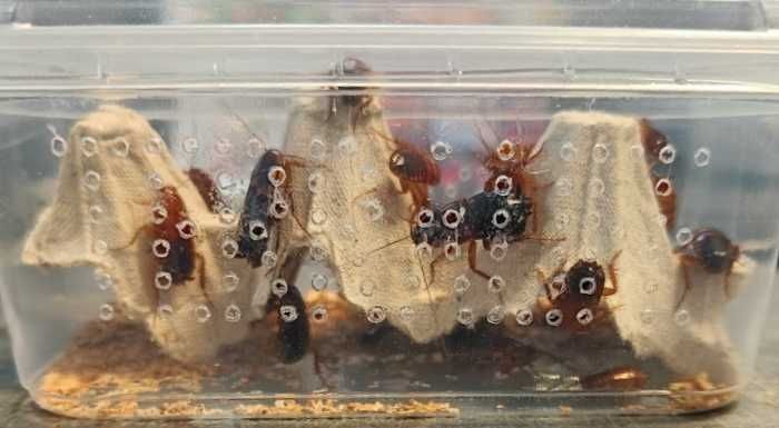 Karaczan turecki opakowanie GRUBY KOCUR sklep zoologiczny UL. SŁODKA