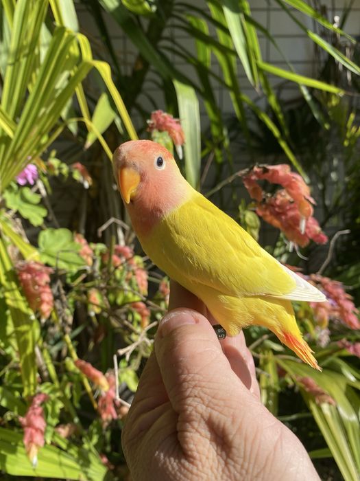 Agapornis domesticado