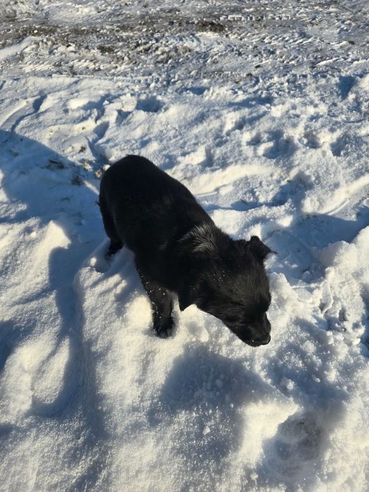 Pieski w dobre ręce oddam