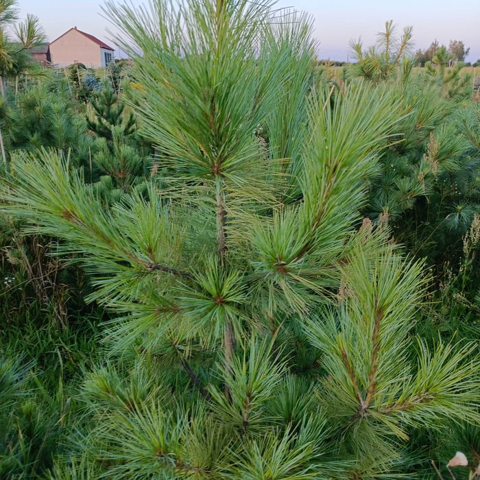 SOSNA CZARNA  w donicy od 39zł