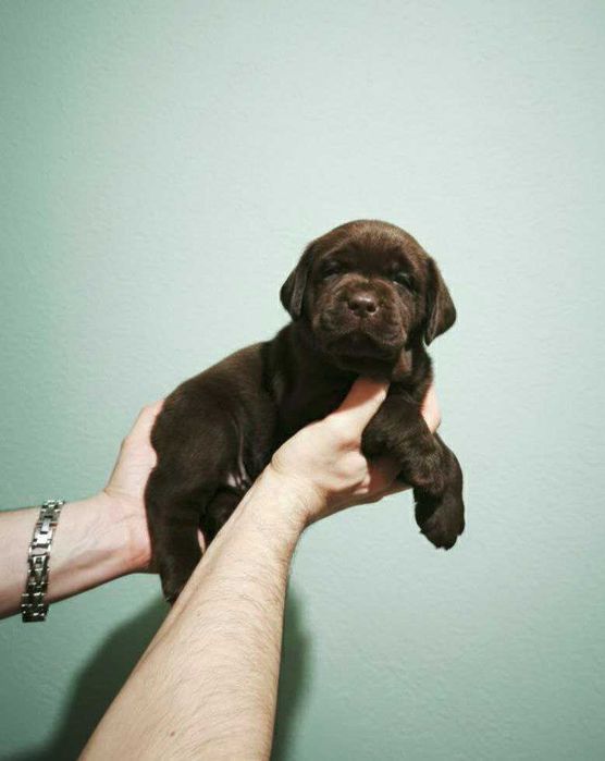 Шоколадні лабрадори з документами КСУ-FCI