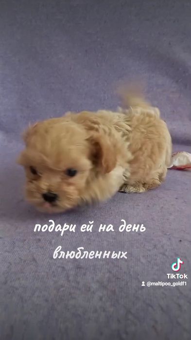 Мікро малиш мальтіпу ф1