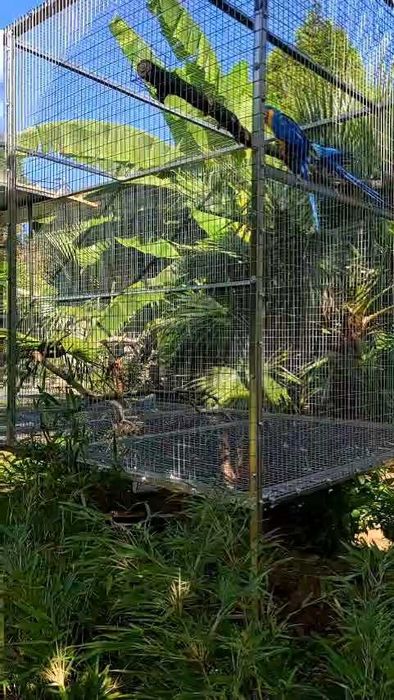 Gaiolas / voadeiras suspensas