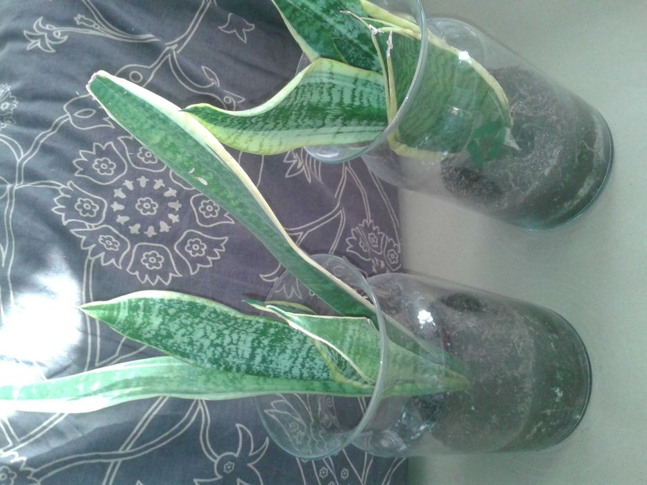 Sprzedam Kwiaty doniczkowe - różne, Monstera, wrzosy, wrzośce, inne