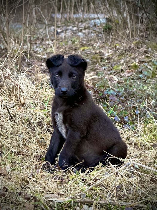 Врятоване цуценя шукає люблячу родину