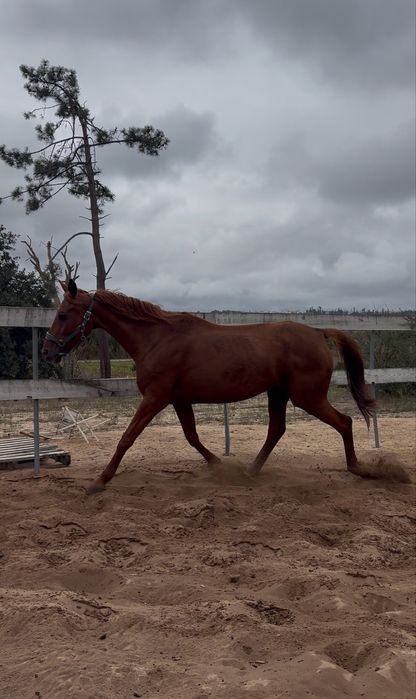 Egua vendo ou troco